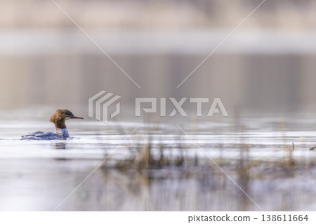 Common merganser duck swimming on calm lake water Common merganser duck swimming on calm lake water 138611664
