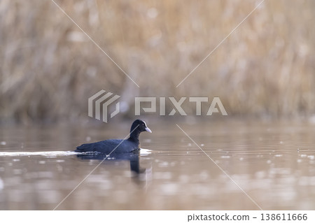 Eurasian coot swimming through tranquil water in Razice Eurasian coot swimming through tranquil water in Razice 138611666