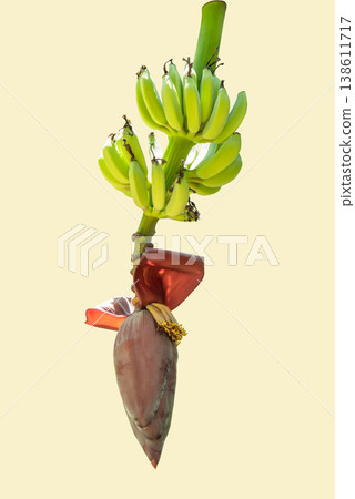 Fresh Green Banana Bunch with Blossom Isolated on Cream Background 138611717