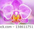 Orchid flower macro. Stock photo 138611751