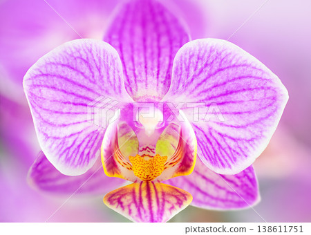 Orchid flower macro. Stock photo 138611751