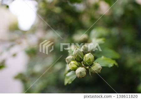 green unopened flower buds on plant branch with soft blurred natural background and shallow depth of field. green unopened flower buds on plant branch with soft blurred natural background and shallow depth of field. 138611820