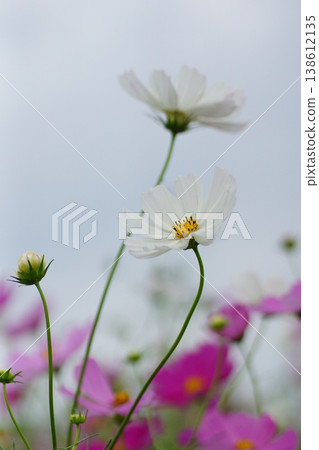 White cosmos 138612135