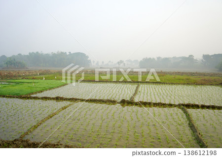 Young green rice seedlings growing in flooded paddy fields under a misty morning sky at West Bengal Young green rice seedlings growing in flooded paddy fields under a misty morning sky at West Bengal 138612198