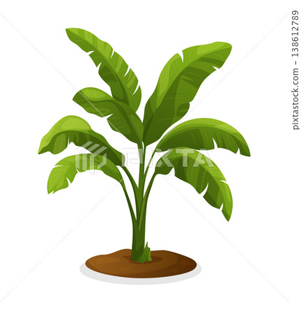 Tropical bananas palm tree. Design for banner, textile, wallpaper. Vector realistic illustration. Isolated on white background Tropical bananas palm tree. Design for banner, textile, wallpaper. Vector realistic illustration. Isolated on white background 138612789