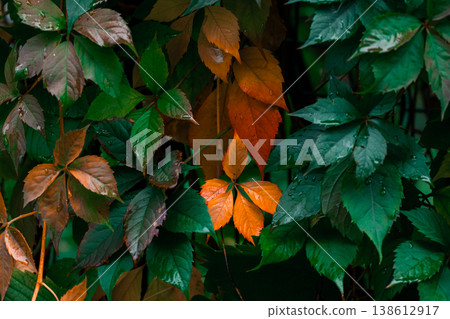 A lush display of green and orange leaves on a plant with water droplets on them in the garden or forest A lush display of green and orange leaves on a plant with water droplets on them in the garden or forest 138612917