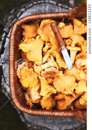 Raw chanterelle mushrooms piled in a wicker basket Raw chanterelle mushrooms piled in a wicker basket 138613183