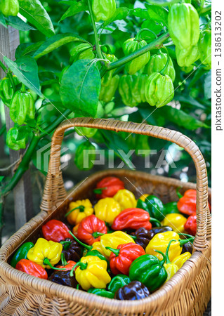 Wicker basket filled with mixed habanero peppers in garden setting 138613202