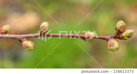 Tree branch with buds in spring on a blurred background. Tree branch with buds in spring on a blurred background. 138613373