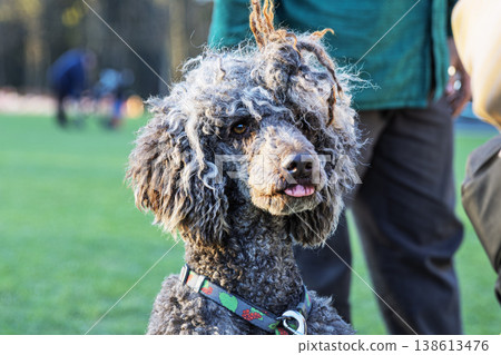 Funny Grey Standard Poodle with Tongue Out and Messy Fur Outdoors Funny Grey Standard Poodle with Tongue Out and Messy Fur Outdoors 138613476