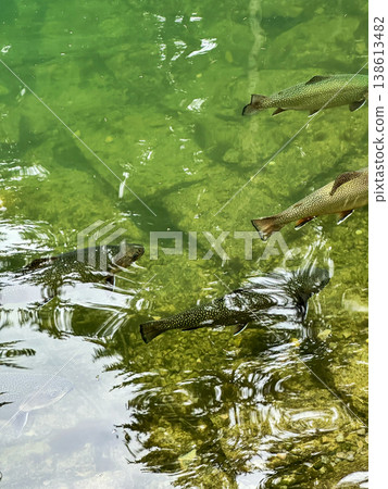Rainbow Trout Swimming in Clear Green River Water in Carpathians 138613482