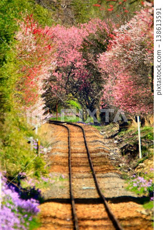Peach blossoms and cherry blossoms along the railway line... At Kobe Station on the Watarase Keikoku Railway in spring. Peach blossoms and cherry blossoms along the railway line... At Kobe Station on the Watarase Keikoku Railway in spring. 138613591