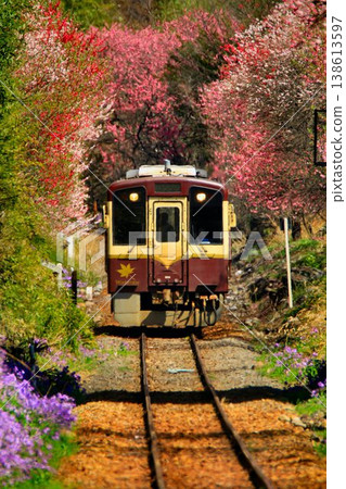 Peach blossoms and cherry blossoms along the railway line... At Kobe Station on the Watarase Keikoku Railway in spring. 138613597