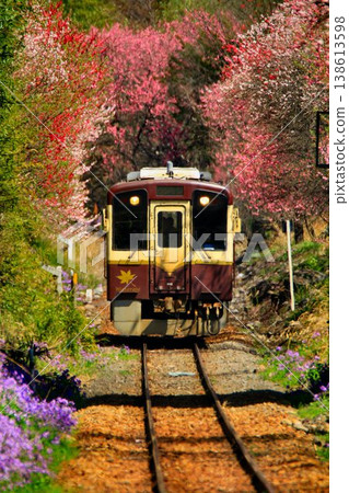 Peach blossoms and cherry blossoms along the railway line... At Kobe Station on the Watarase Keikoku Railway in spring. 138613598
