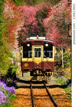 Peach blossoms and cherry blossoms along the railway line... At Kobe Station on the Watarase Keikoku Railway in spring. Peach blossoms and cherry blossoms along the railway line... At Kobe Station on the Watarase Keikoku Railway in spring. 138613601