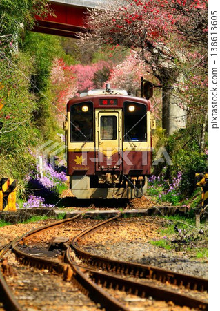 鐵路沿線的桃花和櫻花……春天,在渡良瀨京國鐵道神戶站。 鐵路沿線的桃花和櫻花……春天,在渡良瀨京國鐵道神戶站。 138613605
