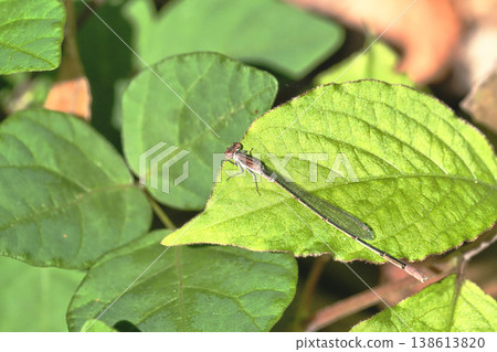 Narrow-tailed Damselfly (male) in late autumn Narrow-tailed Damselfly (male) in late autumn 138613820