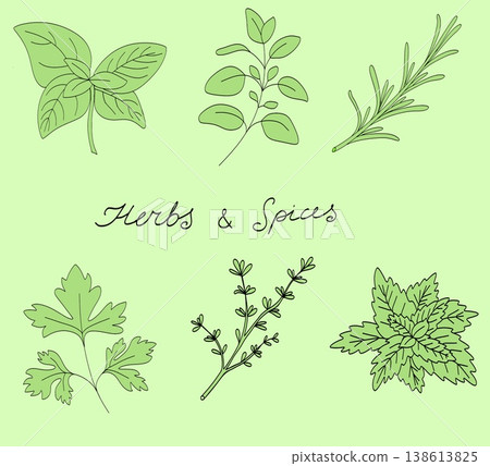 Fresh herbs set, hand drawn botanical line art illustration on green background Fresh herbs set, hand drawn botanical line art illustration on green background 138613825