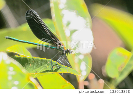 A male black-winged damselfly in late autumn. A male black-winged damselfly in late autumn. 138613858