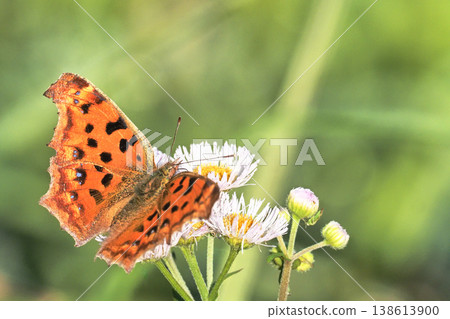 A Painted Lady butterfly feeding on the nectar of a fleabane flower. A Painted Lady butterfly feeding on the nectar of a fleabane flower. 138613900