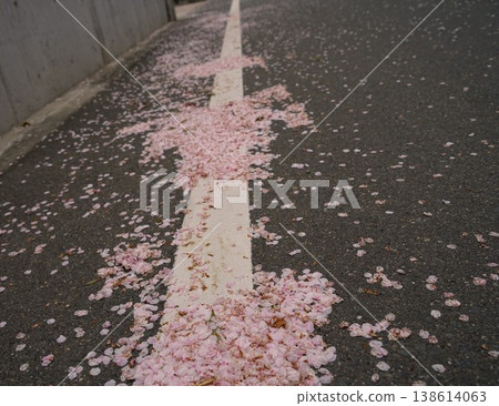 A scene of cherry blossom petals on the white line of the sidewalk. A scene of cherry blossom petals on the white line of the sidewalk. 138614063
