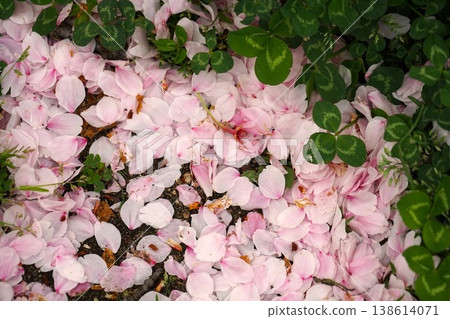 A scene of cherry blossom petals and clover scattered on the ground. A scene of cherry blossom petals and clover scattered on the ground. 138614071