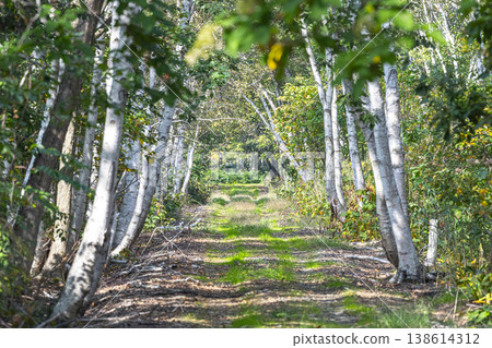 A green path lined with birch trees. A green path lined with birch trees. 138614312