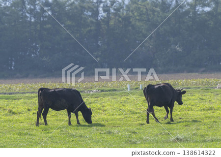 Black cows grazing in a pasture Black cows grazing in a pasture 138614322