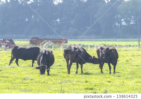 A scene of black cattle grazing in a pasture. A scene of black cattle grazing in a pasture. 138614325