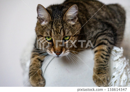 striped domestic cat with green eyes is sitting on an armchair or sofa. inquisitive pet posing.  138614347