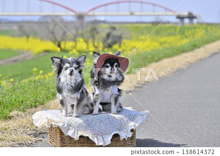 A spring walk with two Chihuahuas (Cosmos Arena Fukiage, Konosu City, Saitama Prefecture) A spring walk with two Chihuahuas (Cosmos Arena Fukiage, Konosu City, Saitama Prefecture) 138614372