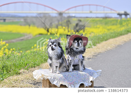 A spring walk with two Chihuahuas (Cosmos Arena Fukiage, Konosu City, Saitama Prefecture) A spring walk with two Chihuahuas (Cosmos Arena Fukiage, Konosu City, Saitama Prefecture) 138614373