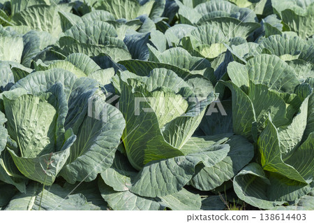 Cabbage of the field 138614403