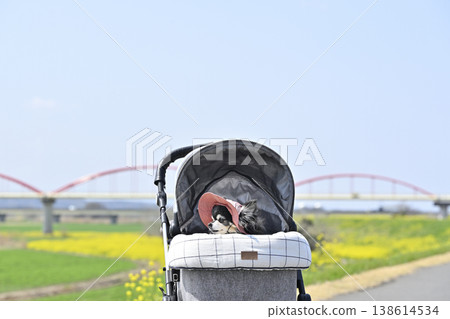 A senior Chihuahua enjoys a leisurely stroll in a pet stroller, wearing a hat to protect from UV rays. A senior Chihuahua enjoys a leisurely stroll in a pet stroller, wearing a hat to protect from UV rays. 138614534