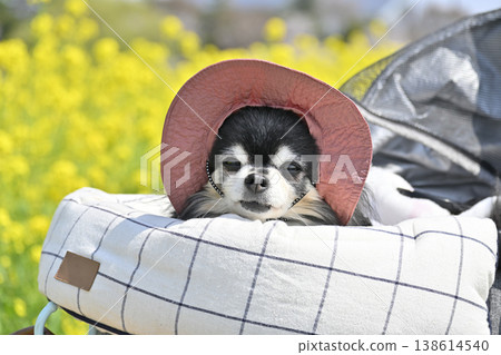 一隻年長的吉娃娃坐在寵物推車裡悠閒地散步,戴著帽子以防紫外線照射。 一隻年長的吉娃娃坐在寵物推車裡悠閒地散步,戴著帽子以防紫外線照射。 138614540