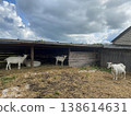 Group of white domestic goats resting and standing in a rustic wooden shelter on a rural farm. Authentic countryside scene 138614631