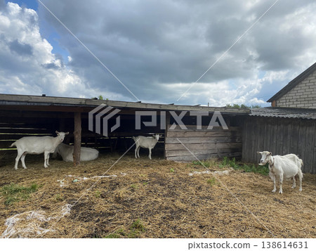 Group of white domestic goats resting and standing in a rustic wooden shelter on a rural farm. Authentic countryside scene Group of white domestic goats resting and standing in a rustic wooden shelter on a rural farm. Authentic countryside scene 138614631