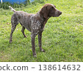 Full body profile of a German Shorthaired Pointer standing on a lush green lawn. Athletic hunting dog in a natural outdoor setting 138614632