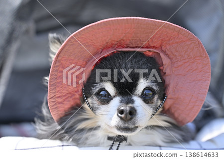 我的狗狗戴著帽子保護自己免受紫外線傷害，它的臉部特寫；眼睛、淚痕、白內障。 138614633