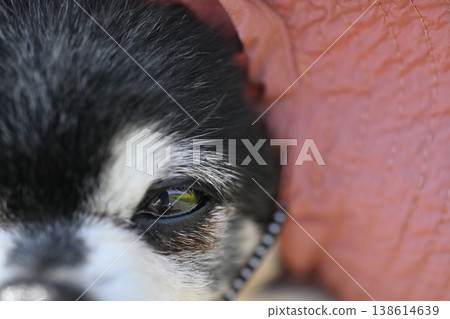 Close-up of my dog's face wearing a hat to protect from UV rays; eyes, tear stains, cataracts. Close-up of my dog's face wearing a hat to protect from UV rays; eyes, tear stains, cataracts. 138614639