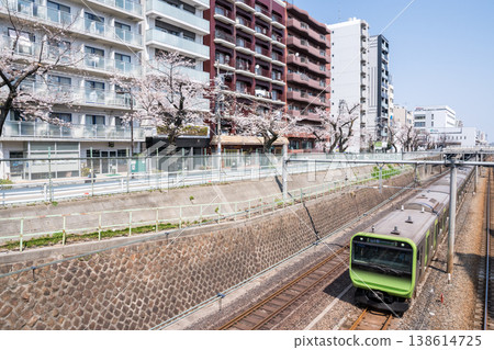 [Yamanote Line] Yamanote Line train passing by a row of cherry trees 138614725