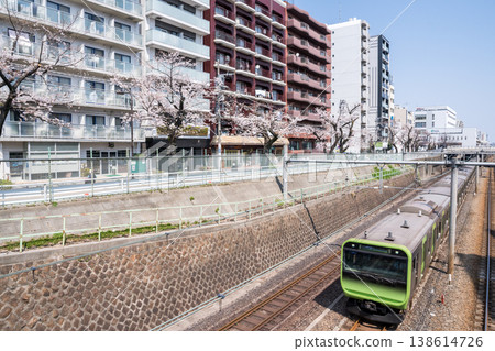 [Yamanote Line] Yamanote Line train passing by a row of cherry trees 138614726