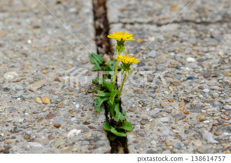 Two dandelions grow in a crack of concrete among stones and urban environment. Two dandelions grow in a crack of concrete among stones and urban environment. 138614757