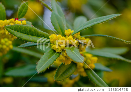 Yellow mahonia with spiky leaves and dense inflorescences shown in close up. 138614758
