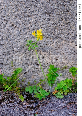 Single flower emphasizes contrast between nature and rough urban surface. Single flower emphasizes contrast between nature and rough urban surface. 138614761