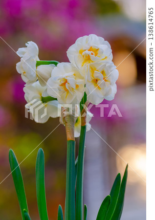 Daffodils with white petals and yellow center stand out on bright bokeh background. 138614765
