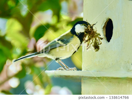 A spring garden. A great tit building its nest. 138614766