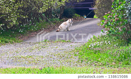 farmer's cat farmer's cat 138615086