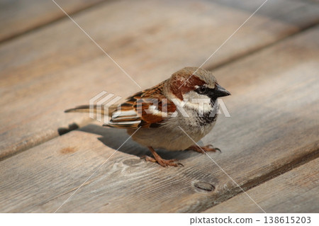 A detailed photo of a brown-feathered sparrow perched on a light-colored wooden surface A detailed photo of a brown-feathered sparrow perched on a light-colored wooden surface 138615203