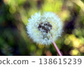 Dandelion fluff blowing in the wind 138615239